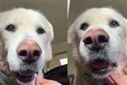 Από την κατάθλιψη στο κλουβί, στην ευτυχία: Η δεύτερη ευκαιρία ενός 13χρονου σκύλου - Το συγκινητικό βίντεο