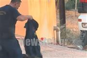 Μια αγκαλιά ανάμεσα στις στάχτες: Η τρυφερή στιγμή πυροσβέστη με έναν σκύλο στον Κουβαρά