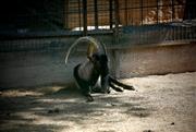 Οργή: Καταγγελία πως σκότωσαν και έφαγαν κρι-κρι στο φαράγγι της Σαμαριάς