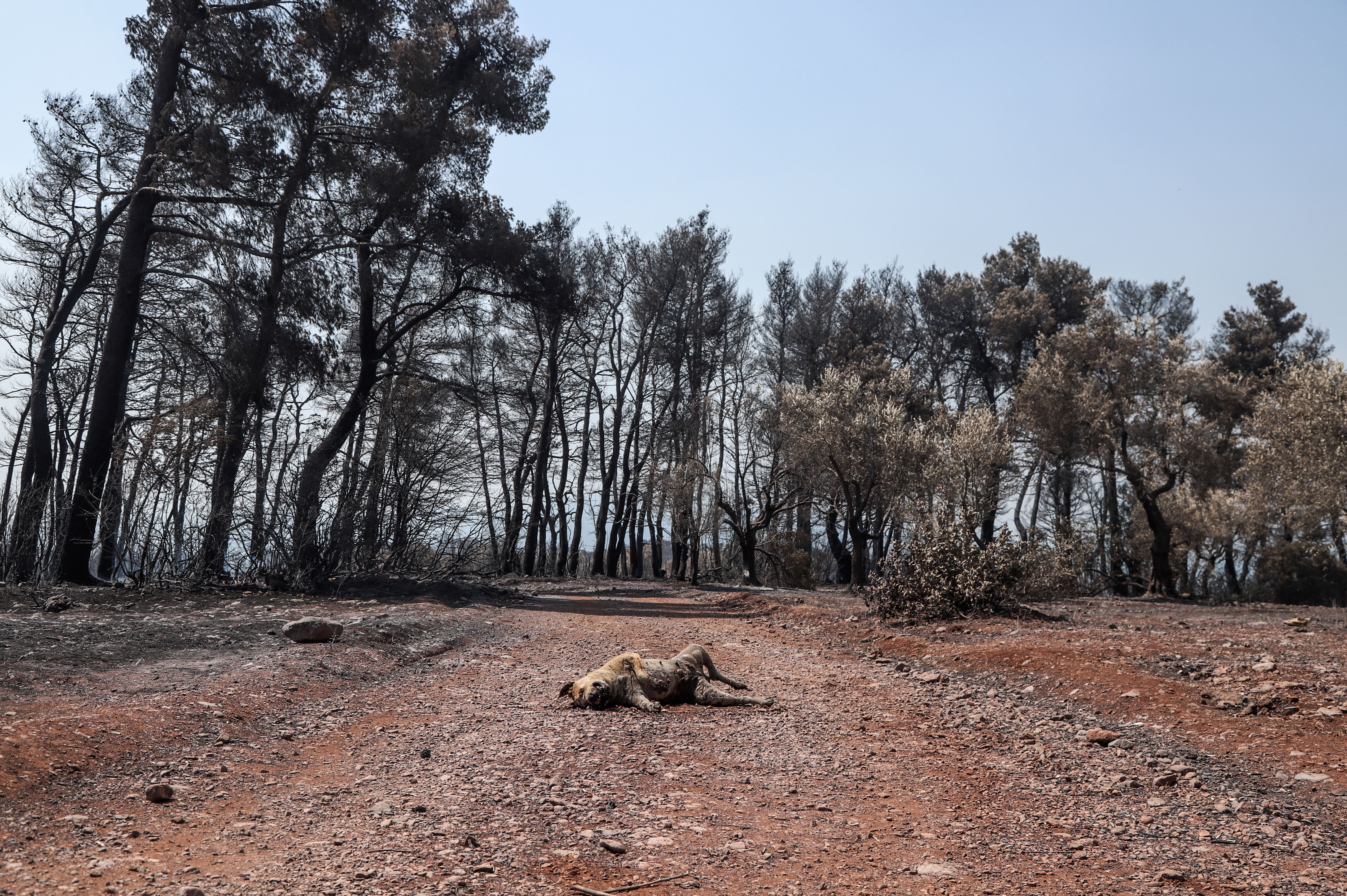 4874744.jpg Οικολογική καταστροφή στην Εύβοια