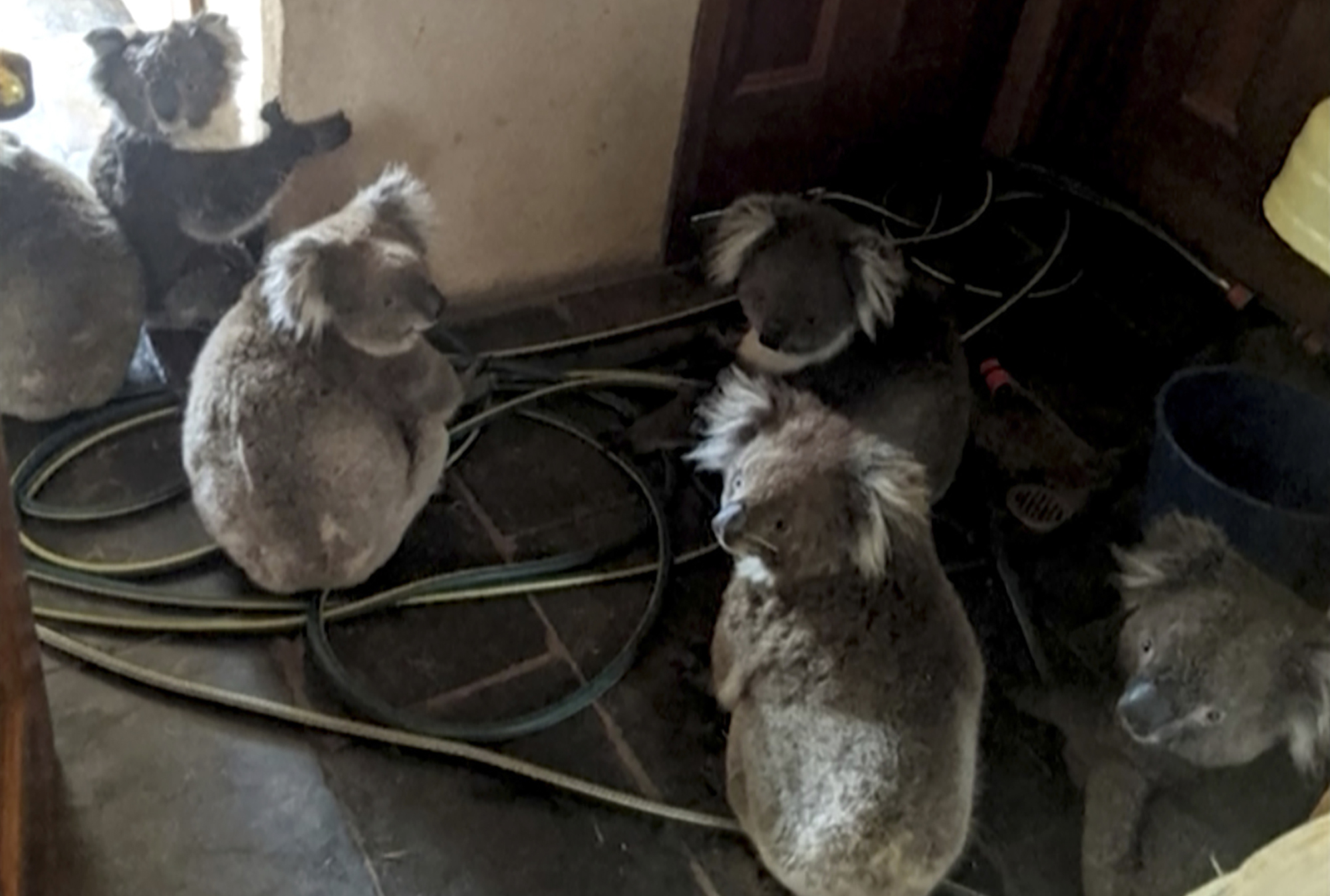 Κοάλα σώθηκαν από τις φωτιές στην Αυστραλία