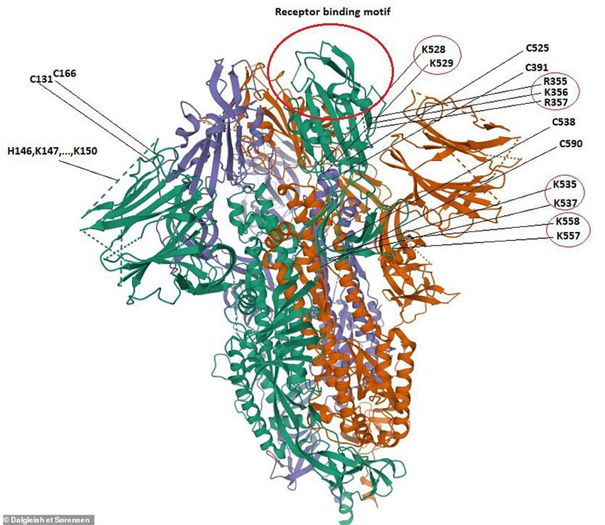 43571547-9629563-a_second_diagram_showed_how_a_row_of_four_amino_acids_found_on_t-a-35_1622235063093.jpeg 43571547-9629563-a_second_diagram_showed_how_a_row_of_four_amino_acids_found_on_t-a-35_1622235063093.jpeg