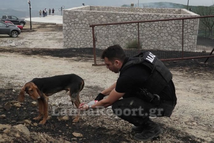 dsc09727.jpg Αστυνομικοί της ΔΙ.ΑΣ. στο χωριό Δίβρη (LamiaReport)