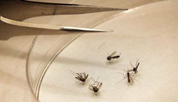 Ιός Δυτικού Νείλου