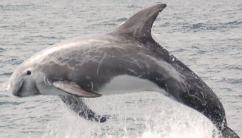 Σταχτοδέλφινο