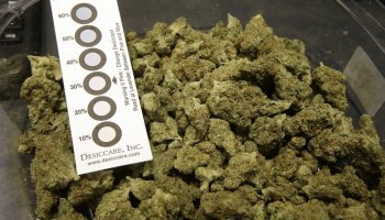 Μαριχουάνα