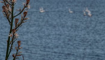 Καλοκαιρία