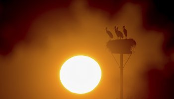 καύσωνας, Σκανδιναβία