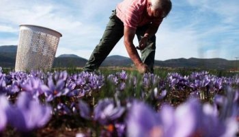 Κρόκος Κοζάνης