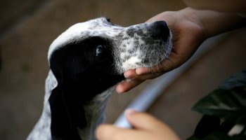 ζώα συντροφιάς