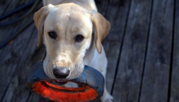 Λαμπραντόρ