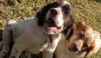 ζώα συντροφιάς